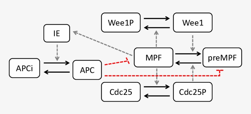 Schema Of The Cell Cycle Model Of Qu Et Al - Diagram, transparent png #2740531