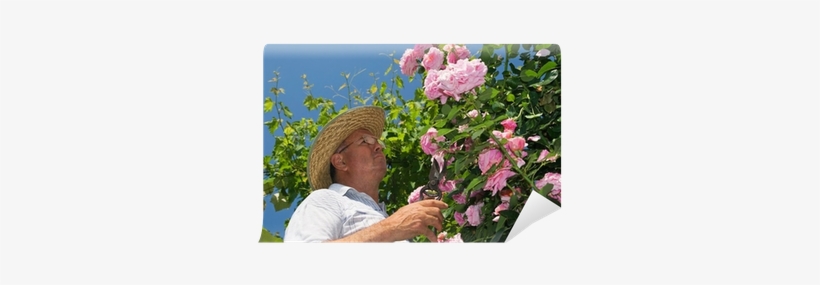 Gardner Pinching Off Dead Flowers Of A Pink Rose Wall - Gardening, transparent png #2743001