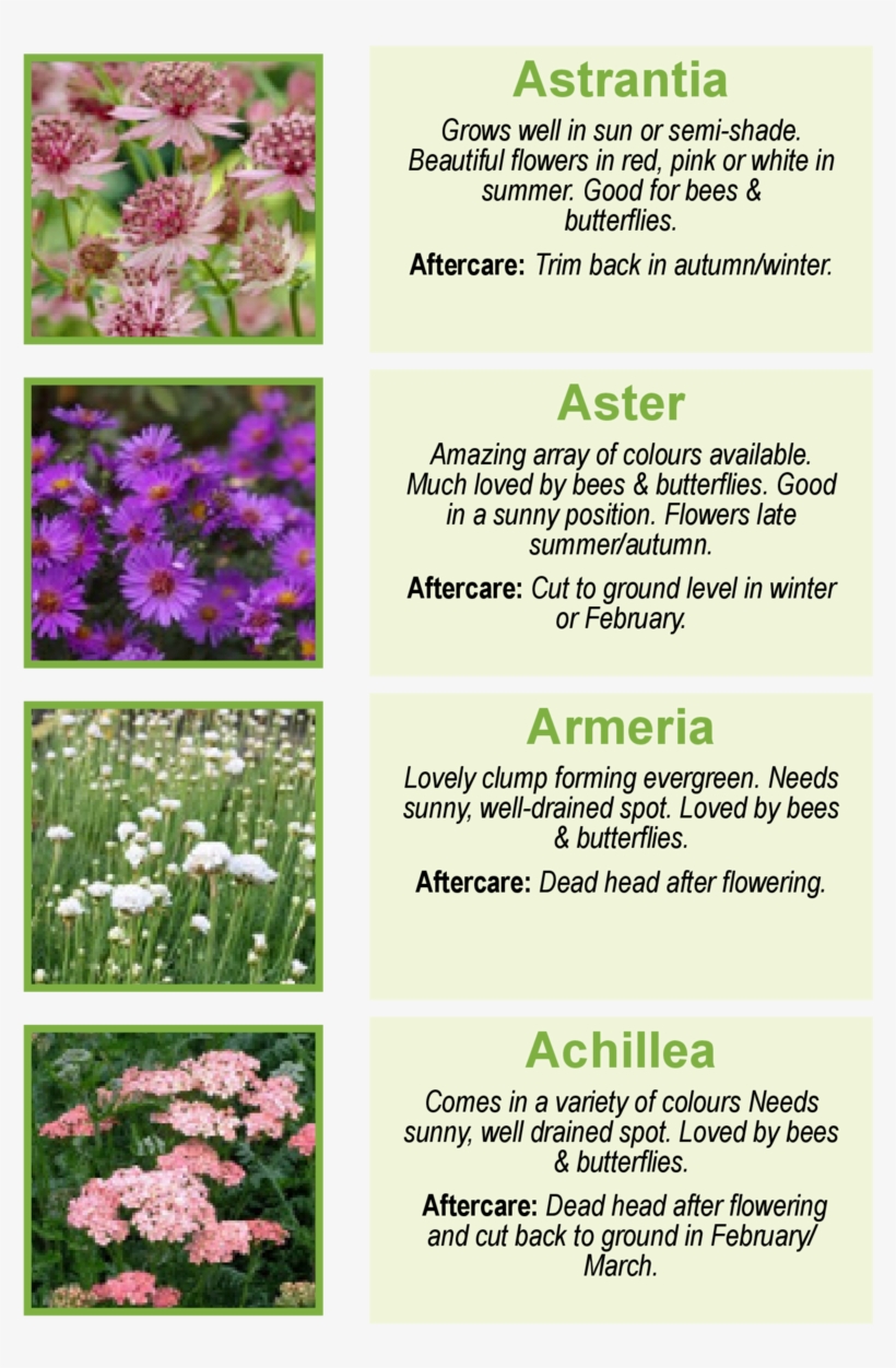 Astrantia Grows Well In Sun Or Semi-shade - Masterworts, transparent png #2743422