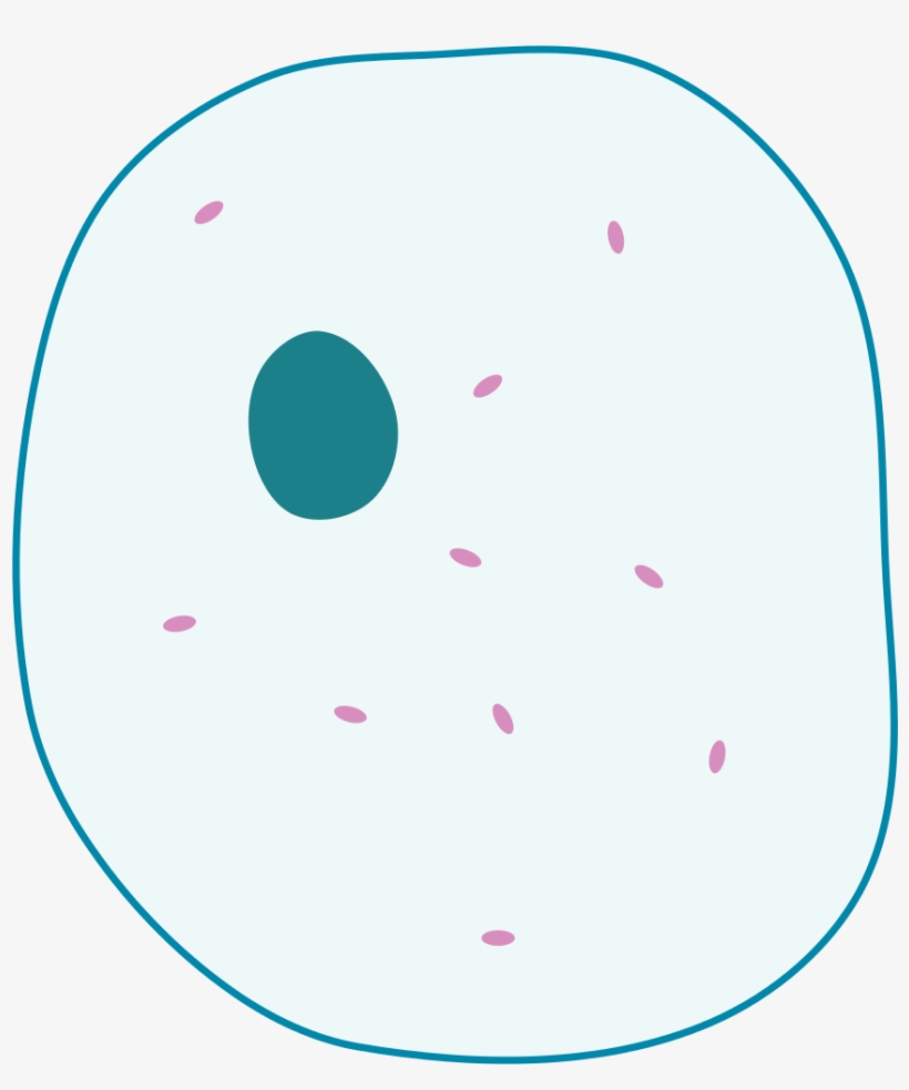 Open - Simple Animal Cell Unlabelled, transparent png #2748927