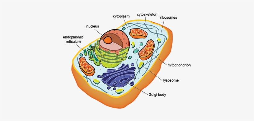 Plant Cells - Dna Found In Eukaryotic Cells, transparent png #2748971