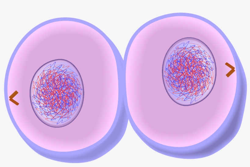Cytokinesis Of Mitosis - Fifth Stage Of Mitosis, transparent png #2748978
