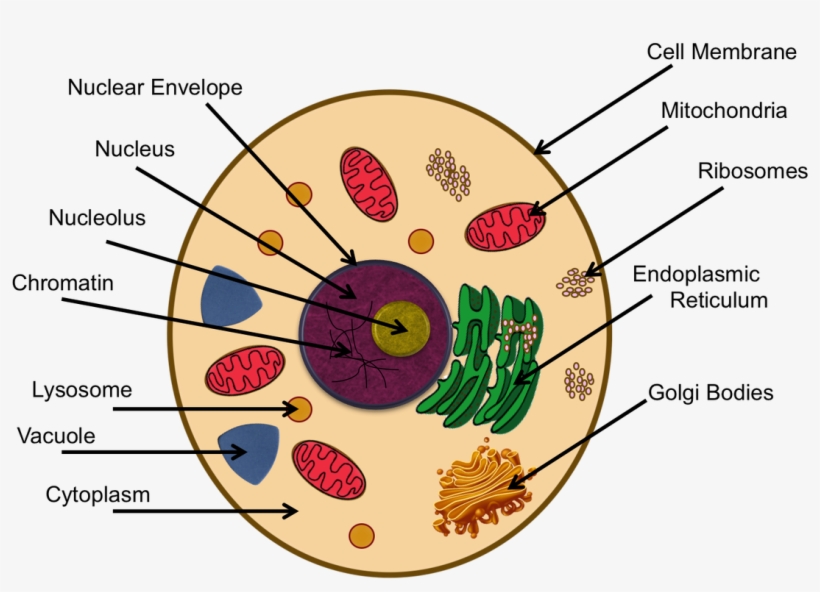 Animal Cell - Cytoskeleton In Animal Cell Project, transparent png #2749035