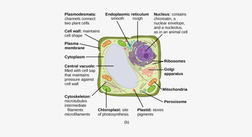 Concepts Of Biology - Vesicles On A Plant Cell, transparent png #2749053