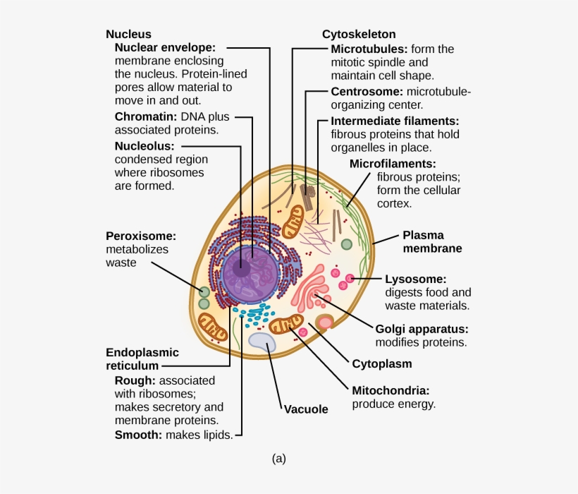 Eukaryotic Cells - Structure Of A Typical Eukaryotic Cell, transparent png #2749054