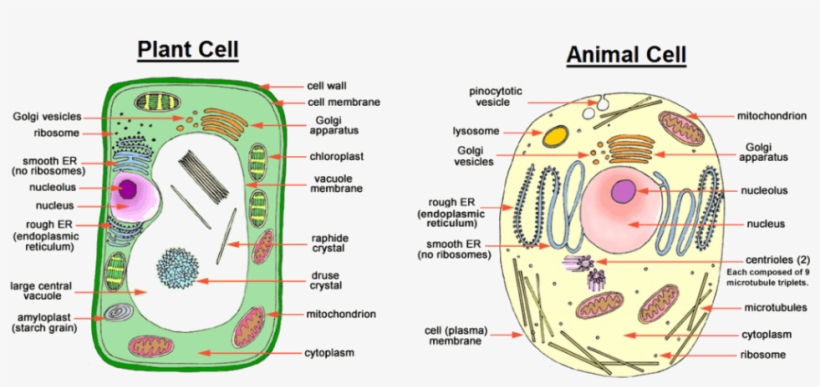 Image Showing Difference Between Animal Cell And Plant - Microfilaments In Plant Cell, transparent png #2749077