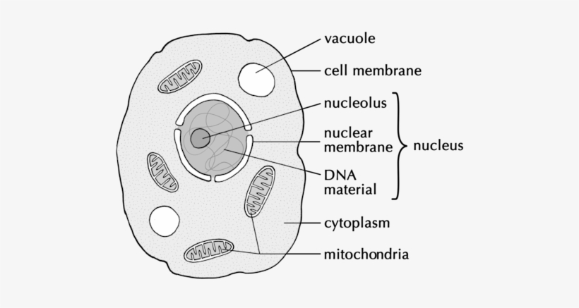 Draw a diagram of an animal cell and label at least eight organelles in it.