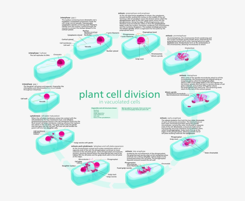 Plant Vs Animal Cell Division - Cell Cycle Diagram With Description, transparent png #2749252