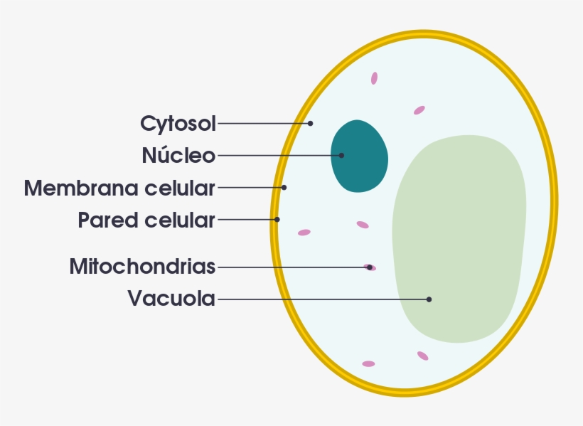 Fungal Cell Vs Animal Cell - Vacuole Simple Diagram, transparent png #2749255