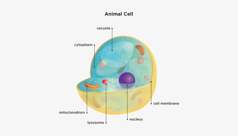 Inspirational Picture Of A Vacuole In An Animal Cell - Celula Animal 5 Organelos, transparent png #2749290