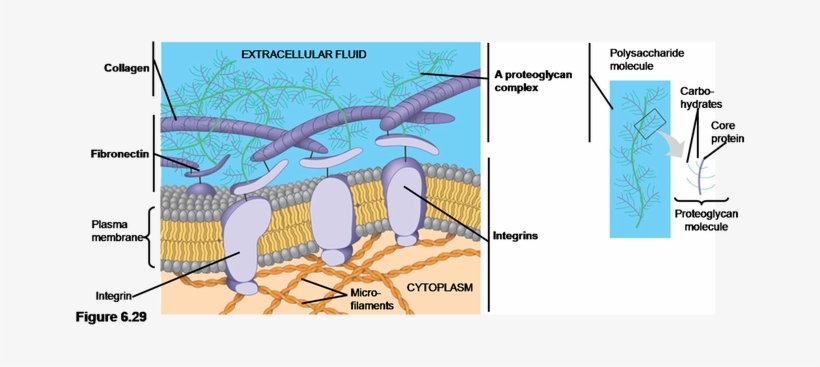Animal Cells Lack Cell Walls Are Covered By An Elaborate - Extracellular Matrix Of A Cell, transparent png #2749292