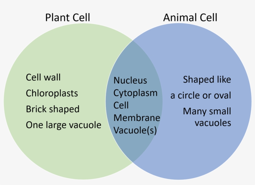 Circle, transparent png #2749386