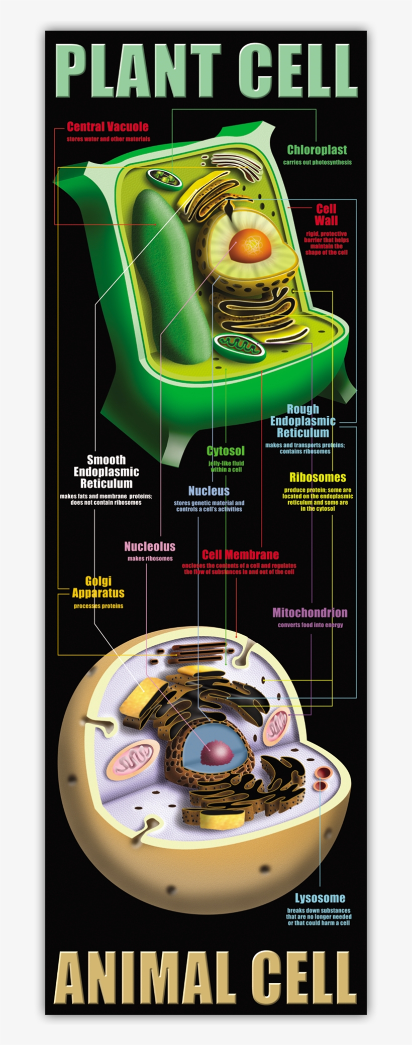 Plant & Animal Cells Colossal Poster - Poster About Plant And Animal Cells, transparent png #2749407