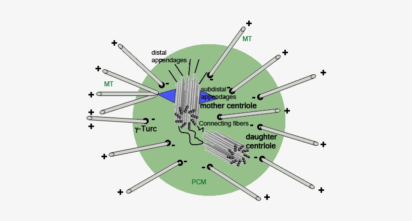 Centrosomes In Fertilization, Early Embryonic Development, - Centrosome, transparent png #2749434