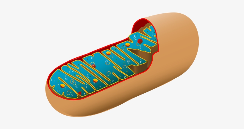 Animal Cell Diagram Unlabeled - Mitochondrial Nutrition And Endoplasmic  Reticulum Stress - Free Transparent PNG Download - PNGkey