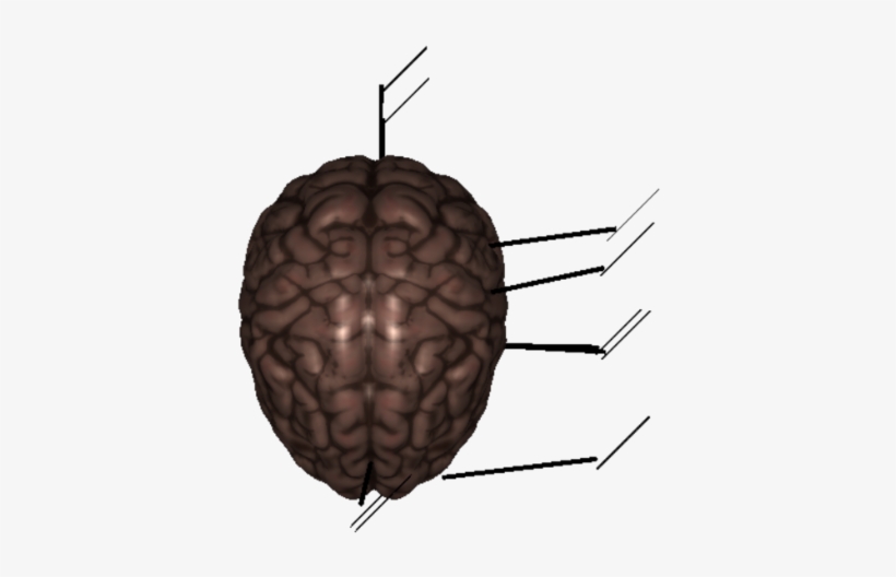 Labelled Animal Cell - Illustration, transparent png #2749579