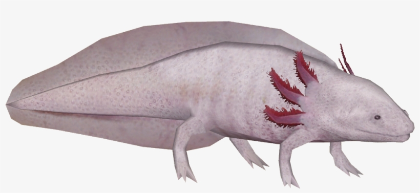 Axolotl 2 - Wiki, transparent png #2752053
