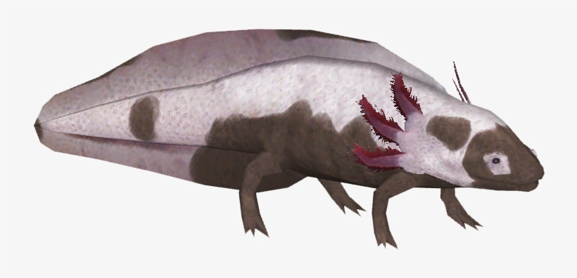 Axolotl Variants 5 - Rat, transparent png #2752099