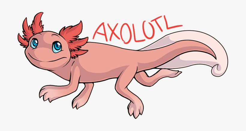 Axolotl By Jedimastermossfur On Deviantart - Axolotl Drawing, transparent png #2752138