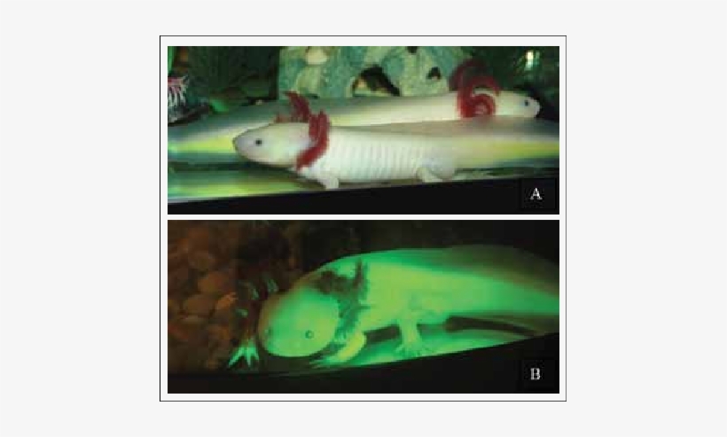 Transgenic Axolotls Expressing Gfp - Green Fluorescent Protein, transparent png #2752143