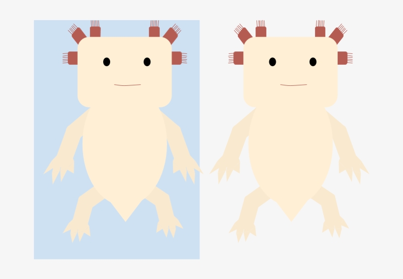 Animalaxolotl - Illustration, transparent png #2752279