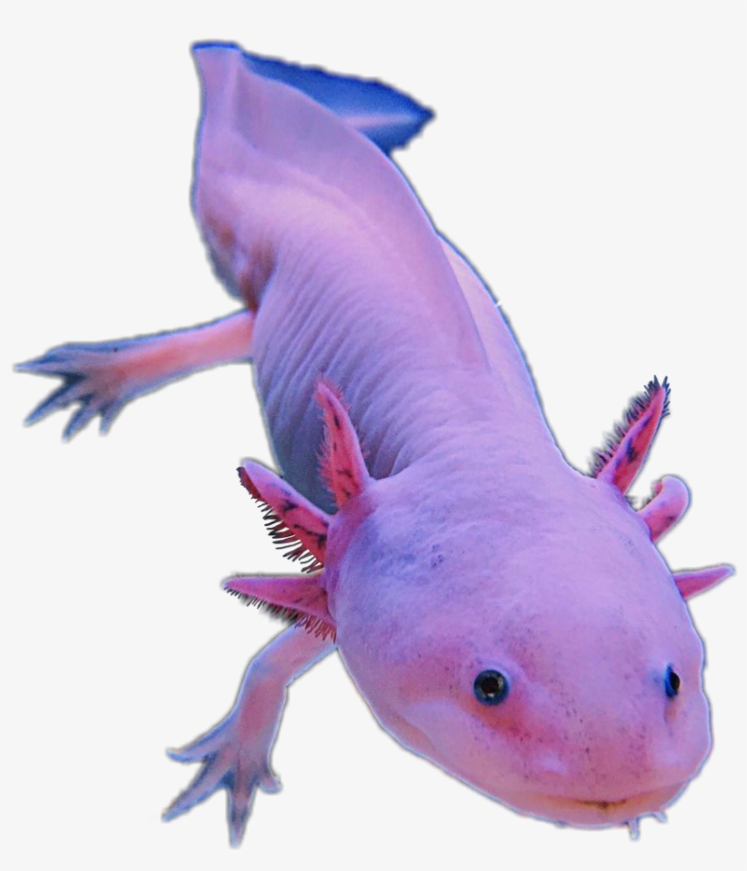 Axolotl Amphibians Pink Cute Animal Sticker Editfreetoe, transparent png #2752771