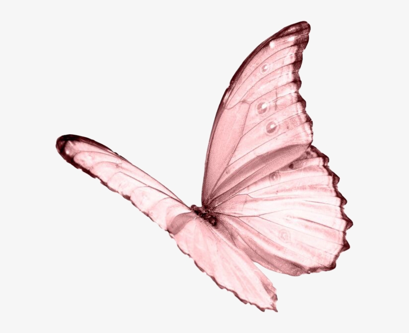 Moodboard Aesthetic Pastel Pink Butterfly Niche Png - White Butterfly Transparent Background, transparent png #2754194