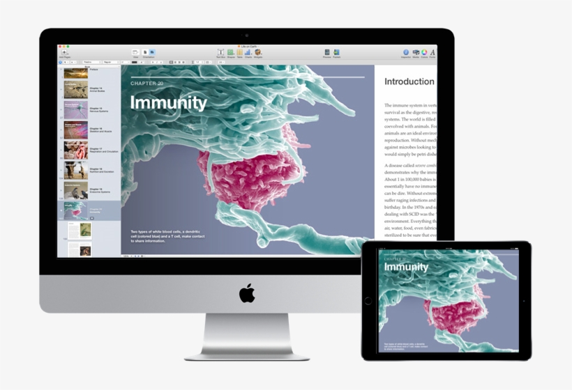 Ibooks Author Support - Apple Ipad (4th Generation) - Wi-fi + 4g - Sprint -, transparent png #2757099