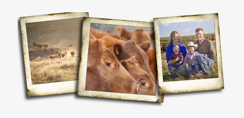 Webr Dr - Phil - Working Animal, transparent png #2758086