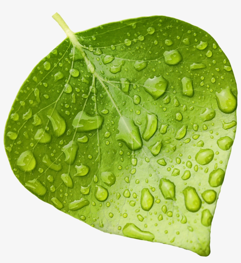 Wet-leaf - Transparent Background Wet Leaf Png - Free Transparent PNG