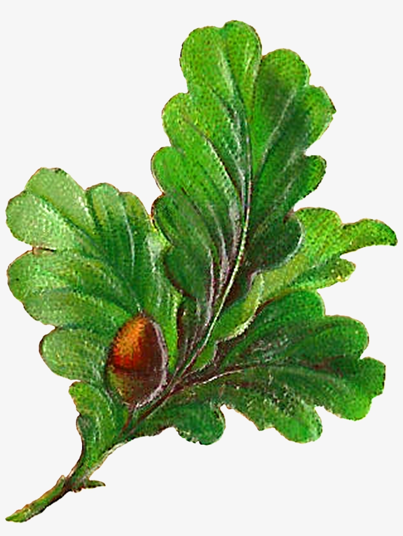 Digital Botanical Leaves Clip Art Downloads - Clip Art, transparent png #2761985