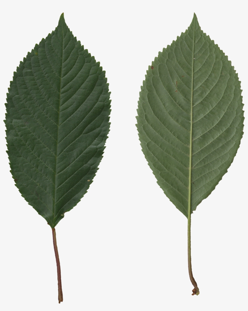 Prunus Avium Scanned Leaves - Leaf Side On Png, transparent png #2762015