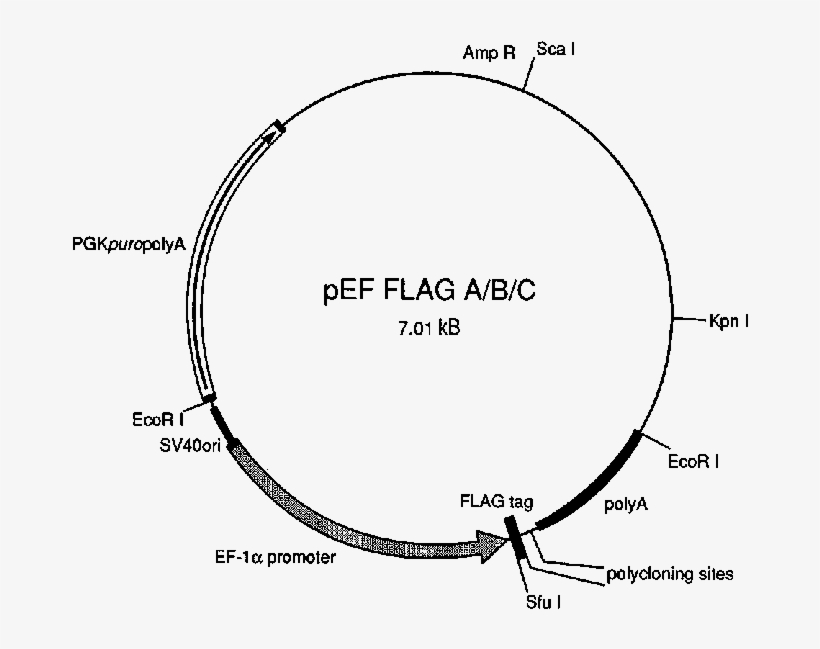 Pef Flagpgkpuro Expression Vectors - Pef Flag, transparent png #2762586