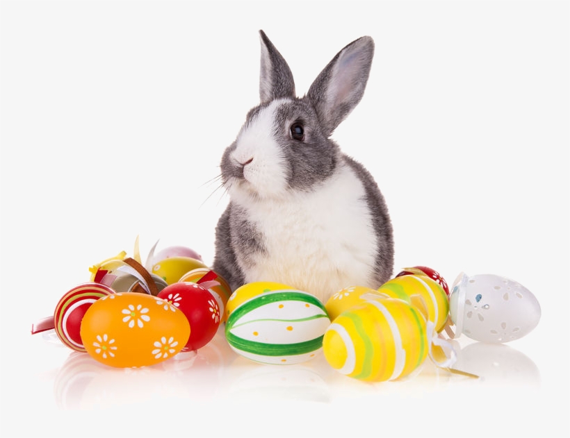 Easter Rabbit - Photography, transparent png #2765019