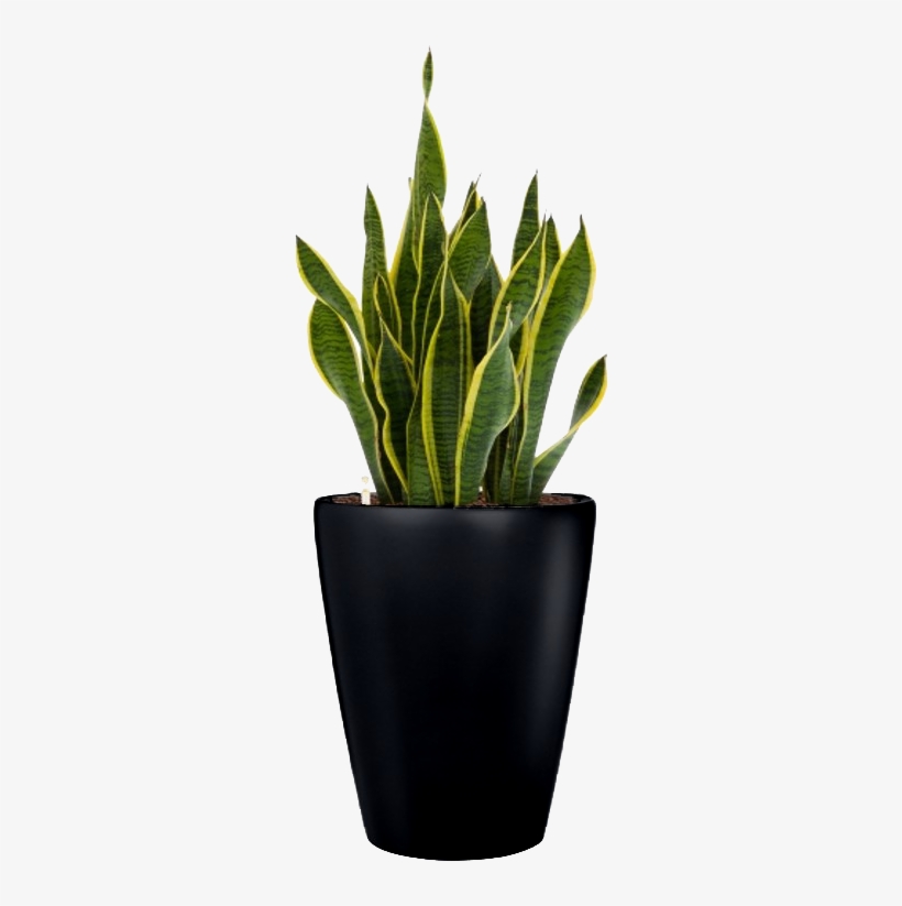 Small Plant Png - Portable Network Graphics, transparent png #2767436