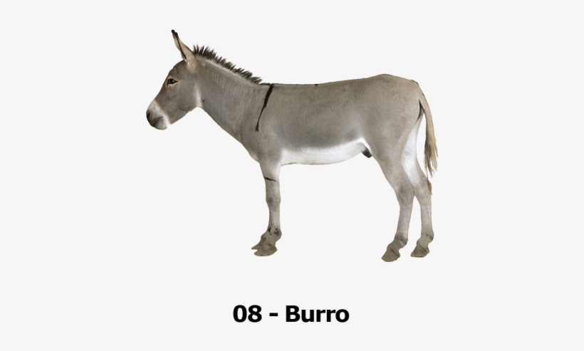 Burro - Mule Png, transparent png #2767468