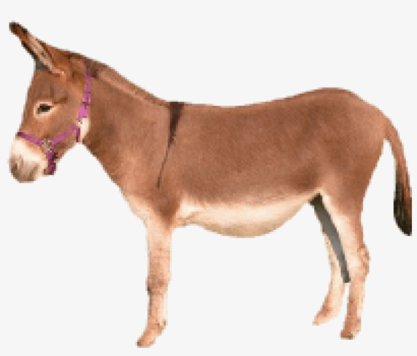Free Png Donkey Png Images Transparent - Brown Donkey Png, transparent png #2767560