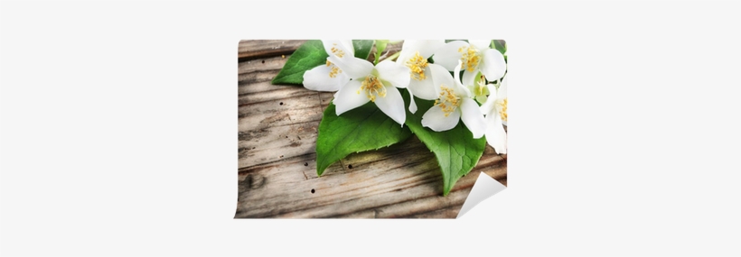 Jasmine Flower Posters, transparent png #2769380
