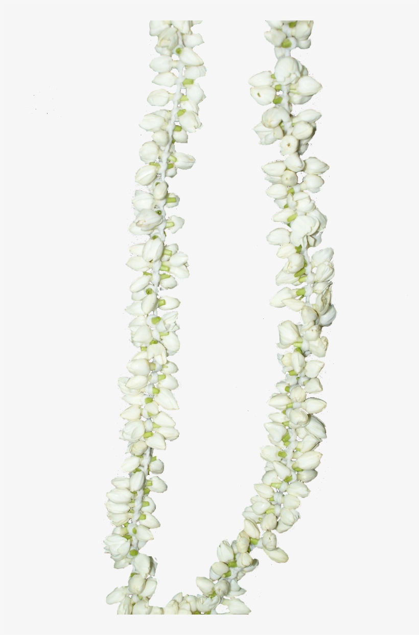 Untill I Saw Beside Those Jasmine Buds, Her Name Again - Jasmine Flower In Malayalam, transparent png #2769563