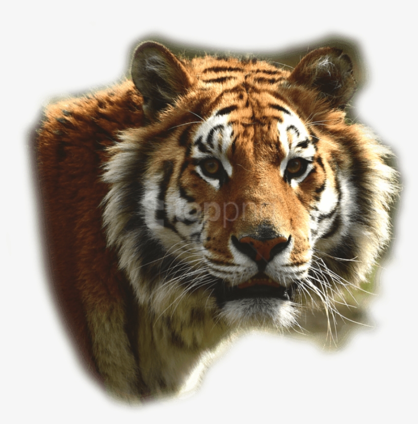 Bengal Tiger - Bengal Tiger On Transparent, transparent png #2769843