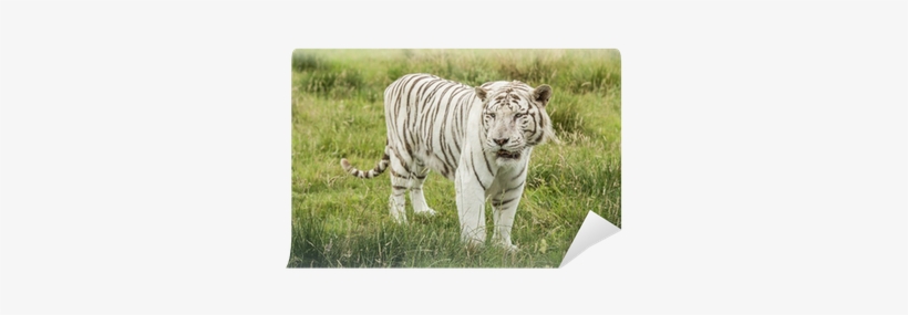 Tiger, transparent png #2769872