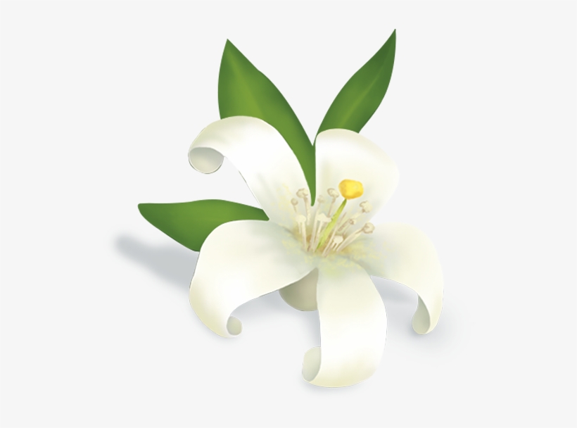 Tiger Lily, transparent png #2769897