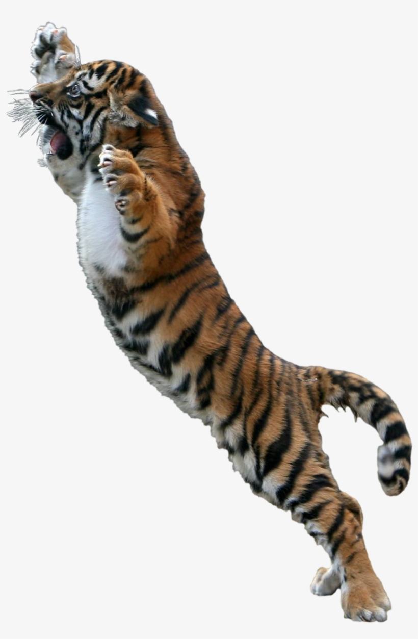Go To Image - Jumping Tiger Png, transparent png #2769940