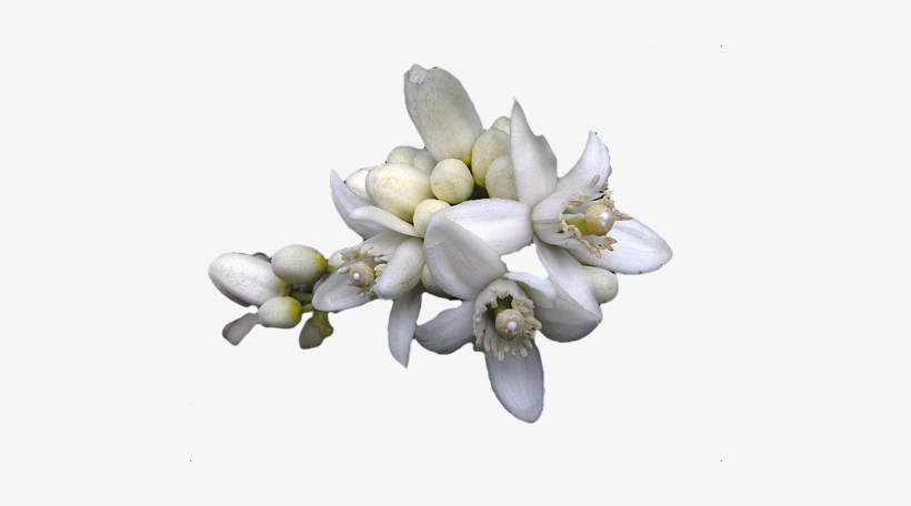 Neroli Flower - Flor De Naranjo Png, transparent png #2770053