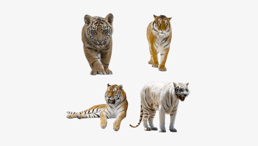 Wild Cats Calendar 2018: 16 Month Calendar, transparent png #2770118