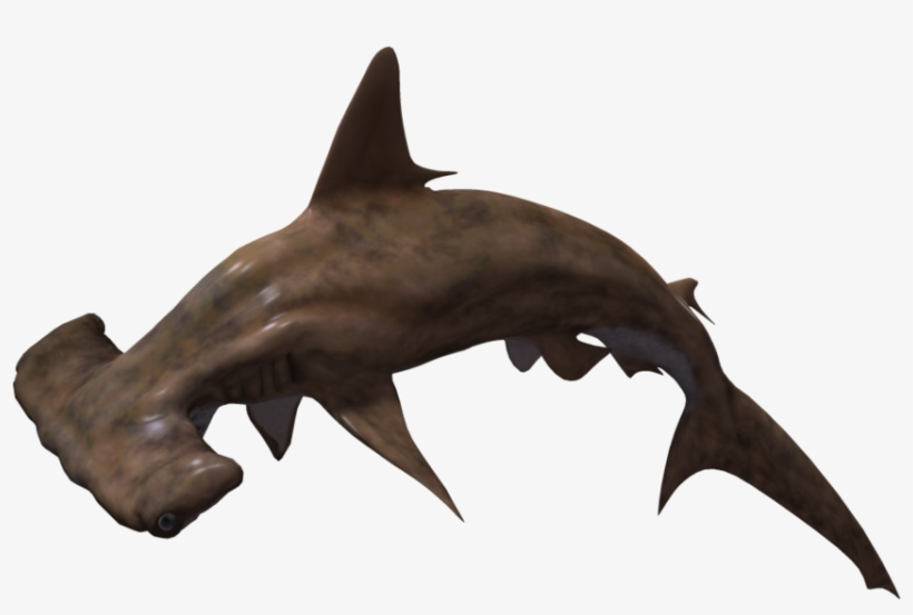 Free Icons Png - Hammerhead Shark No Background, transparent png #2771094