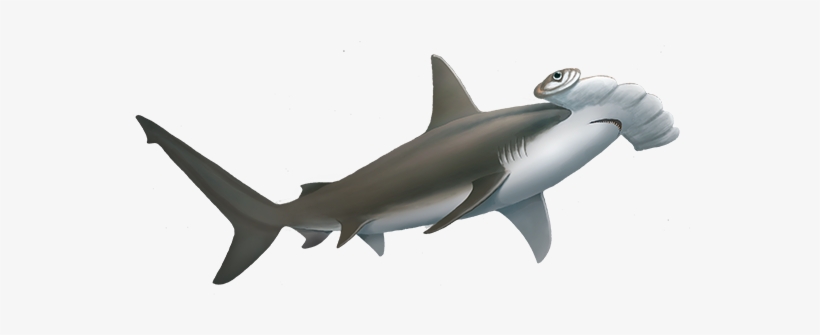 Hammerhead Shark Cut Out, transparent png #2771123