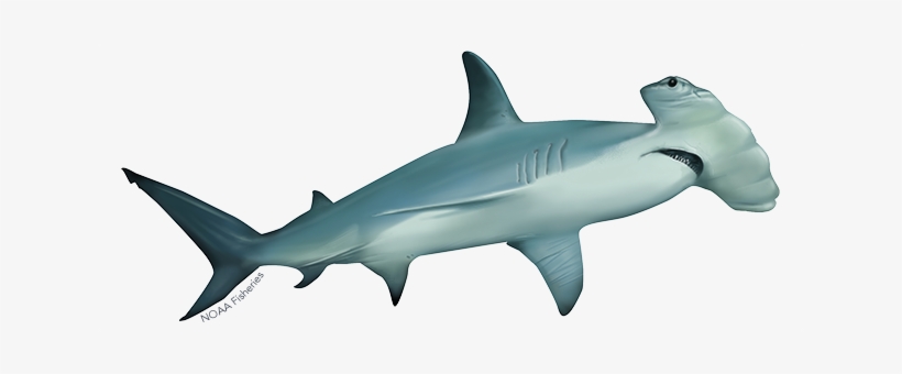Scalloped Hammerhead Shark - Hammerhead Shark, transparent png #2771127