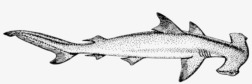 Hammerhead Shark Vertebrate Scalloped Hammerhead Tiger - Hammerhead Shark, transparent png #2771318