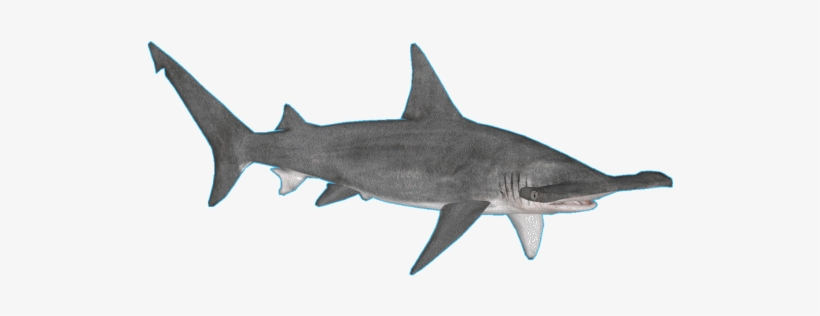 Sharkgreathammerhead Jimmyzhoopz - River Shark, transparent png #2771576